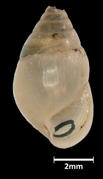 Media type: image;   Malacology 39829 Aspect: apertural